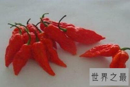 【图】涮涮辣真的辣到你不能自已 是全世界最辣的辣椒