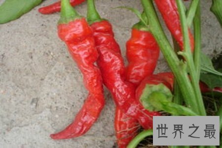 【图】涮涮辣真的辣到你不能自已 是全世界最辣的辣椒