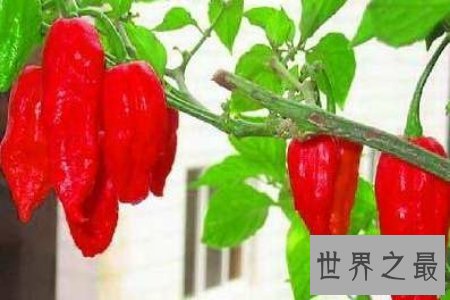 【图】涮涮辣真的辣到你不能自已 是全世界最辣的辣椒