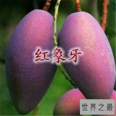 【图】海南芒果又大又好吃 而且还十分的便宜