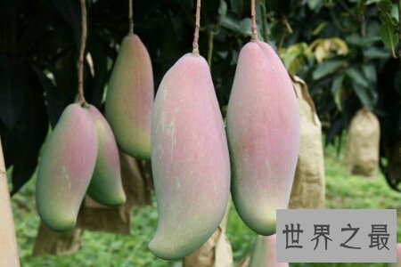【图】海南芒果又大又好吃 而且还十分的便宜