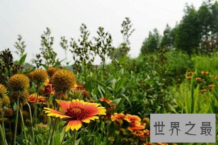 【图】六月是繁花怒放的月份 谢世界上六月开什么花呢