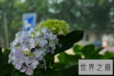 【图】六月是繁花怒放的月份 谢世界上六月开什么花呢