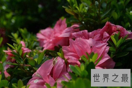 【图】六月是繁花怒放的月份 谢世界上六月开什么花呢