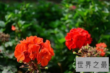 【图】六月是繁花怒放的月份 谢世界上六月开什么花呢