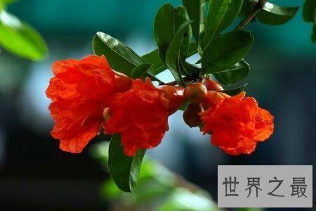 【图】六月是繁花怒放的月份 谢世界上六月开什么花呢