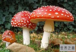 【图】世界上最毒的十种蘑菇 外表诱人实际上却含有剧