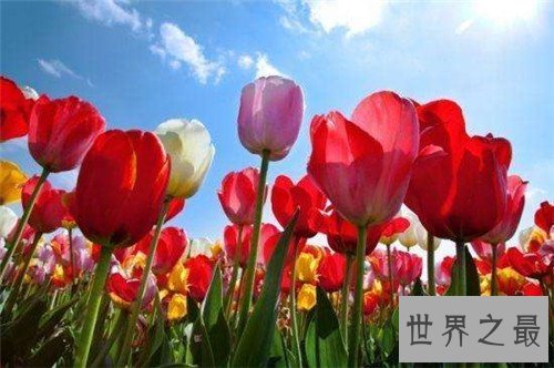 【图】各国国花都代表什么含义 中国的国花是什么