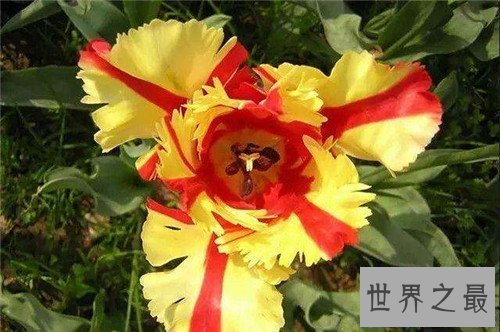 【图】各国国花都代表什么含义 中国的国花是什么