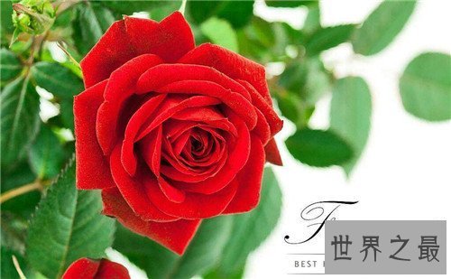 【图】各国国花都代表什么含义 中国的国花是什么