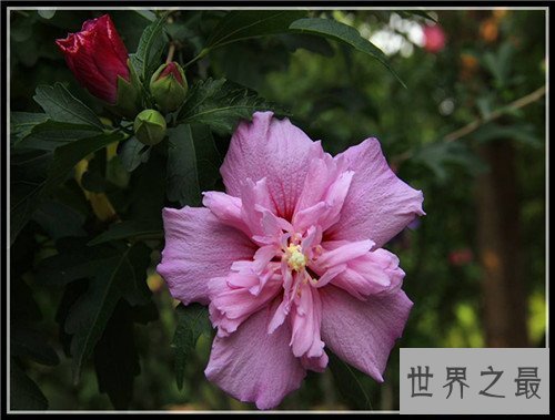 【图】各国国花都代表什么含义 中国的国花是什么