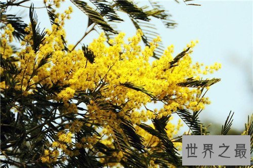 【图】各国国花都代表什么含义 中国的国花是什么