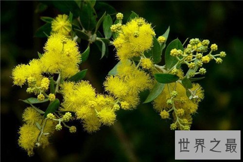 【图】各国国花都代表什么含义 中国的国花是什么