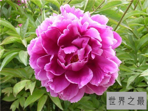 【图】各国国花都代表什么含义 中国的国花是什么