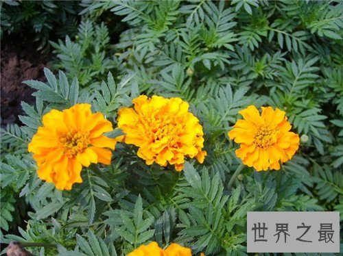 【图】各国国花都代表什么含义 中国的国花是什么