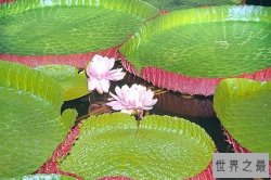 【图】世界十大热带雨林植物 样子千奇百怪的植物
