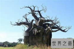 【图】奠柏真的可以吃人吗 对此网友议论纷纷