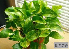 【图】有助清洁空气的十大室内植物 让你的住所保持清