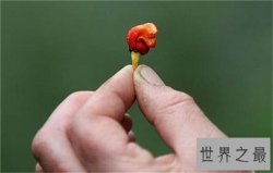 【图】最辣的辣椒龙息辣椒威力巨大 一种可以做麻醉剂