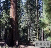 【图】生活在澳大利亚的草原上且长的最高的杏仁桉树