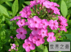 【图】花期长的花家用实用的选花养花小窍门