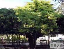 【图】世界十大最美丽的树木 雪曼将军树位居第一