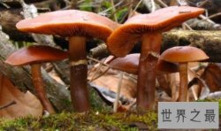 【图】全球十大最致命的蘑菇 见到千万要远离!