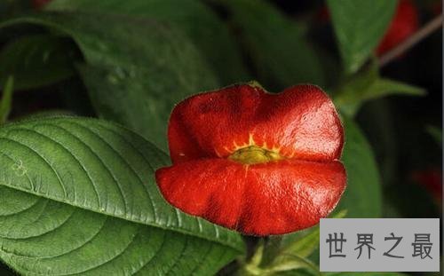 【图】嘴唇花长的像嘴唇的花，竟然有这些妙用