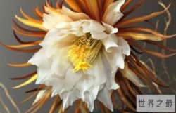 【图】全球十大最美的花 最后一个惊艳世界！