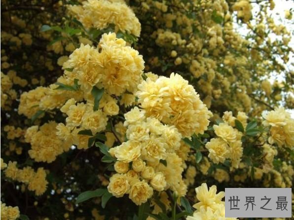 木香花