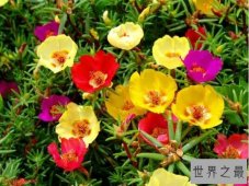 【图】世界上十种最美的玫瑰花 quot;玫瑰皇后quot;排第