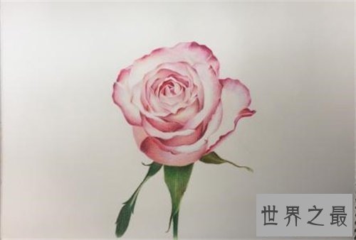 【图】有哪些玫瑰花语不得人心 直男癌快来学些送给女