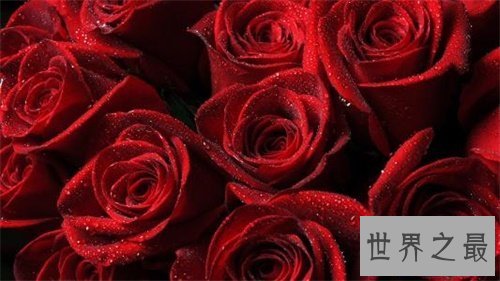 【图】有哪些玫瑰花语不得人心 直男癌快来学些送给女