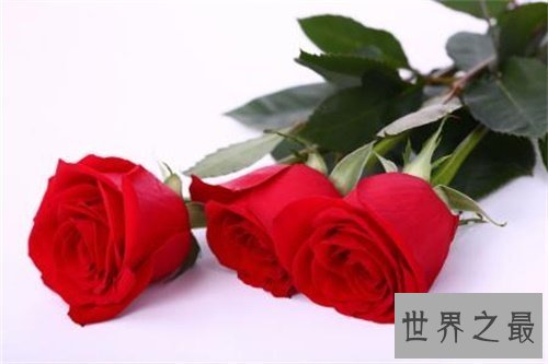 【图】有哪些玫瑰花语不得人心 直男癌快来学些送给女