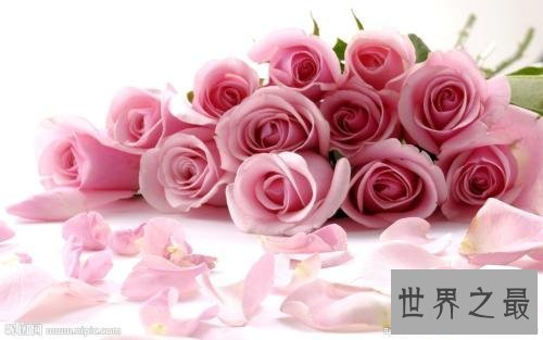 【图】有哪些玫瑰花语不得人心 直男癌快来学些送给女