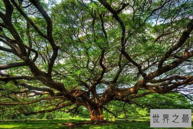 帕纳米林腰果树