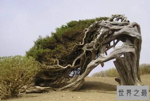 El Arbol de la Sabina