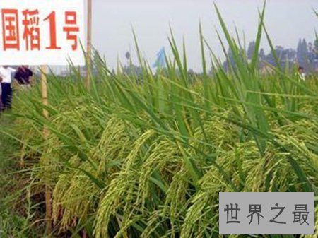 【图】超级杂交水稻你知道是谁创造的吗