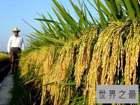 【图】超级杂交水稻你知道是谁创造的吗