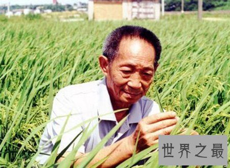 【图】超级杂交水稻你知道是谁创造的吗