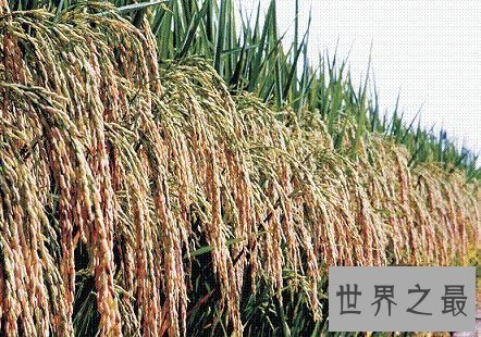 【图】超级杂交水稻你知道是谁创造的吗