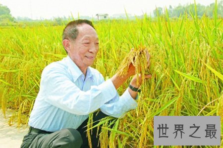 【图】超级杂交水稻你知道是谁创造的吗