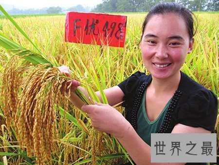 【图】超级杂交水稻你知道是谁创造的吗