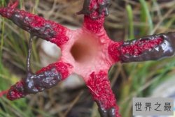 【图】世界十大最像动物的植物 意大利红门兰酷似裸男
