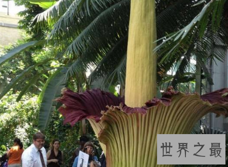 【图】尸香魔芋花这个所谓魔芋可不能吃分发尸臭