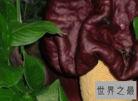 【图】尸香魔芋花这个所谓魔芋可不能吃分发尸臭