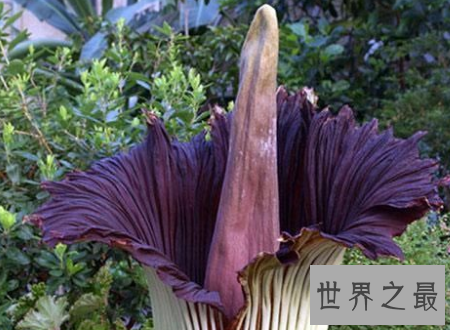 【图】尸香魔芋花这个所谓魔芋可不能吃分发尸臭