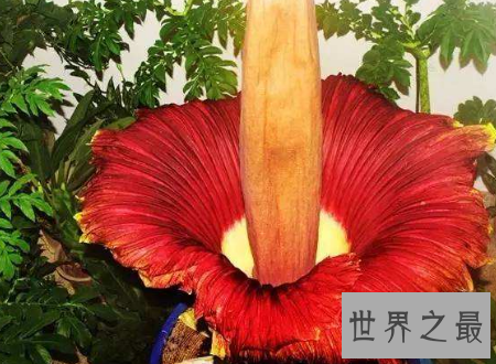 【图】尸香魔芋花这个所谓魔芋可不能吃分发尸臭