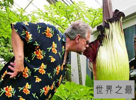 【图】尸香魔芋花这个所谓魔芋可不能吃分发尸臭