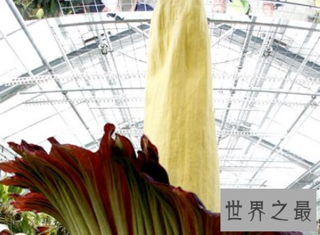 【图】尸香魔芋花这个所谓魔芋可不能吃分发尸臭